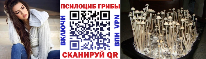 Купить закладки  Туран  Псилоцибиновые грибы Psilocybine cubensis 